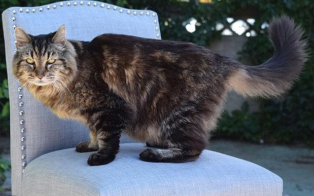 Corduroy, the former world's oldest cat record holder.–Guinness World Records