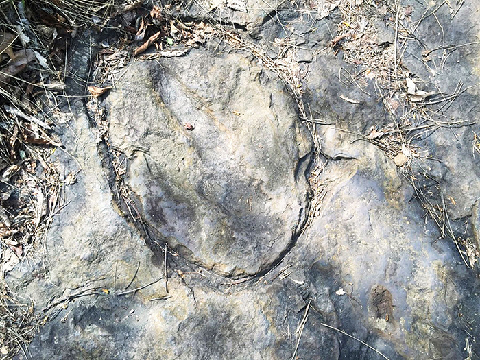 This Tuesday, May 10, 2016 photo shows a circle of marks around a dinosaur footprint in Holyoke, Mass., that Josh B. Knox of the Trustees of Reservations said probably happened as someone tried to dig under and lift out the footprint. Such vandalism is what prompted the City Council and Mayor Alex B. Morse to establish a law specifically to protect the dinosaur footprints with fines up to $300 for damaging them. (Mike Plaisance/The Republican via AP) MANDATORY CREDIT