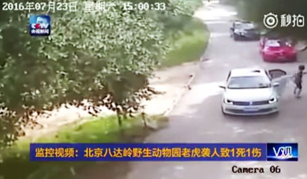 Shocking Video Tiger Kills Woman At Beijing Wildlife Park