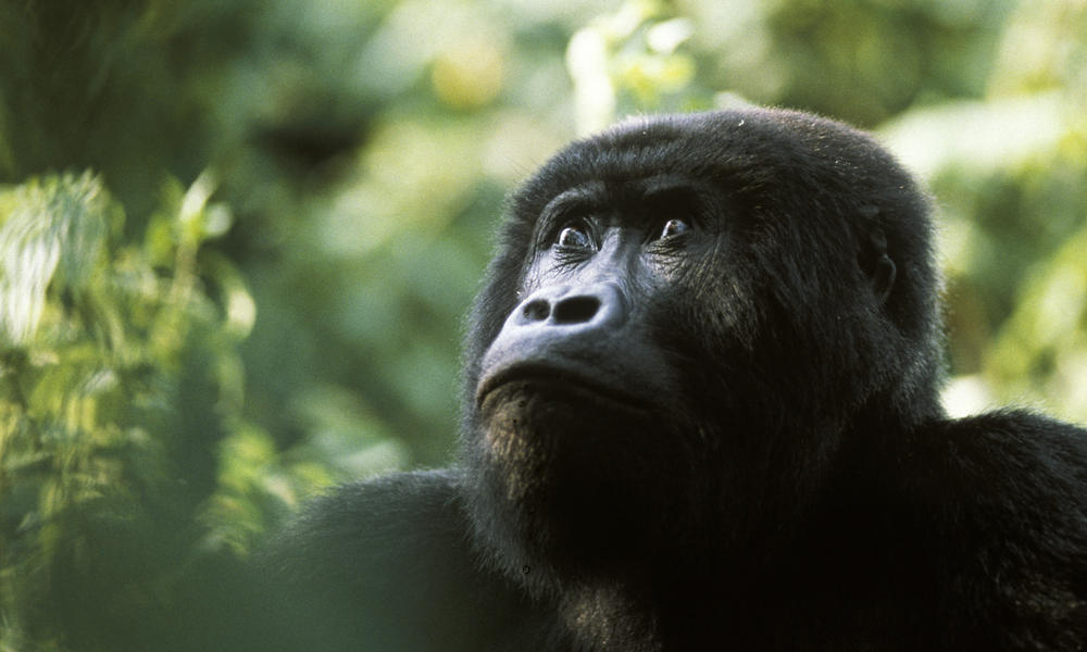 Blackback Eastern lowland gorilla (Gorilla gorilla graueri) Kahuzi Biega, Congo