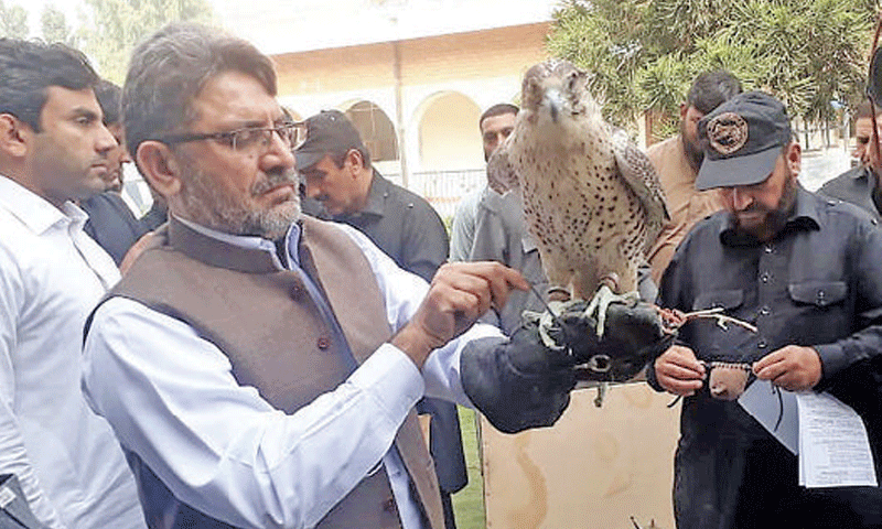 KP authorities seize 9 falcons owned by Qatari Prince at Peshawar airport