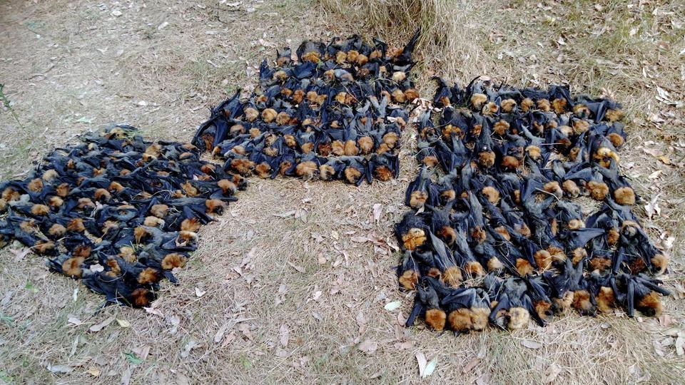 100s of boiled bats fall from sky in Australian heat wave