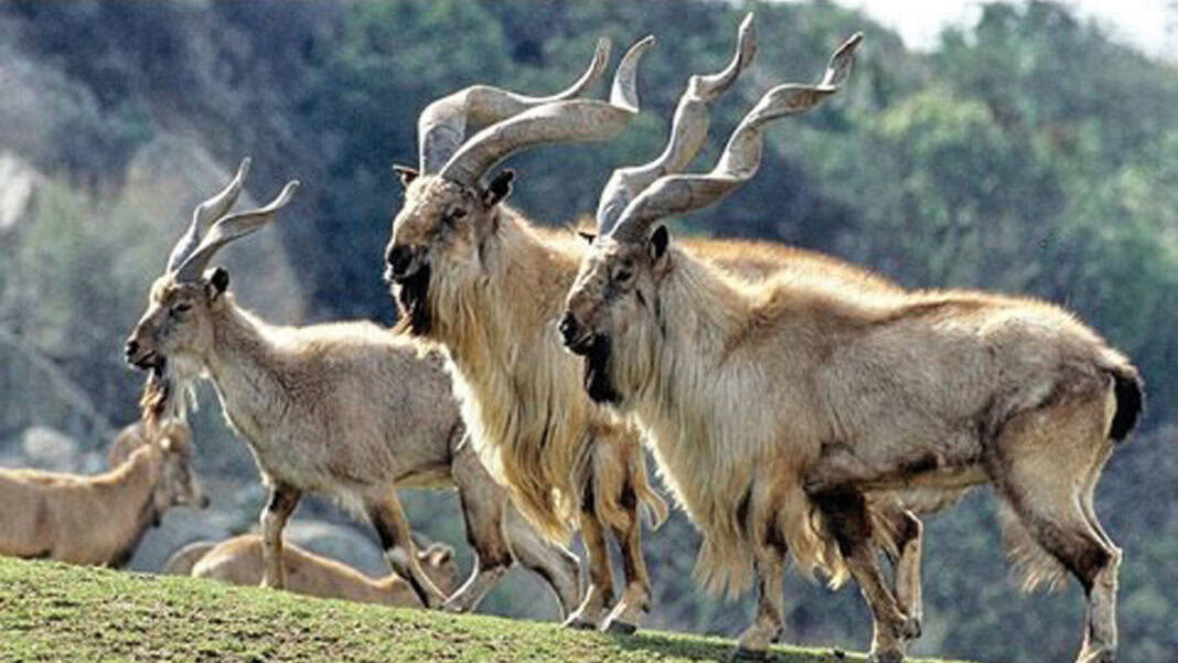 Trophy Hunting Permit for Markhor auctioned for Record Rs10 Crore in Gilgit-Baltistan Trophy Hunting Permit for Markhor auctioned for Record Rs10 Crore in Gilgit-Baltistan