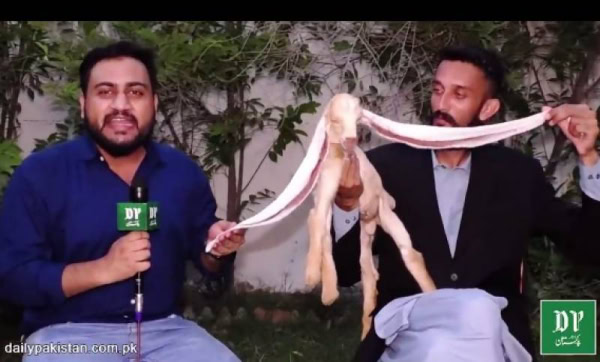 Simba Goat Pakistani goat with the longest ears in the world dies