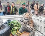 Rescued Leopard From Azad Kashmir Succumbs To Bullet Wounds