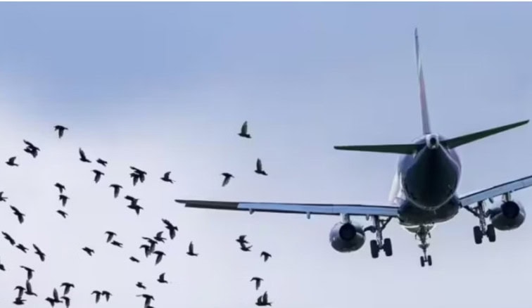 Airsial Flight Makes Emergency Landing After Bird Strike At Lahore Airport