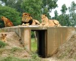 Electricity Supply To Lahore Safari Park Cut For Non Payment Of Bill