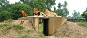 Electricity Supply To Lahore Safari Park Cut For Non Payment Of Bill