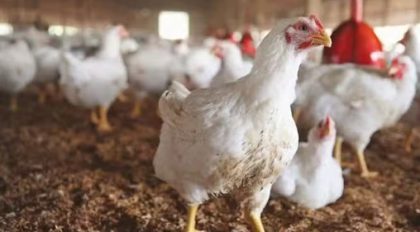 Lahores Chicken Prices Climb To Rs 600 Per Kg Details Inside