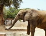 Pakistans Lone Elephant Madhubala Begins Her Journey To A New Home