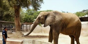 Pakistans Lone Elephant Madhubala Begins Her Journey To A New Home