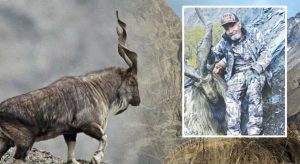 American Hunter Pays Record Rs7 5 Crore To Hunt Markhor In Pakistan