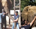 Karachis Safaris Park Elephant Sonu Dies Aged 23