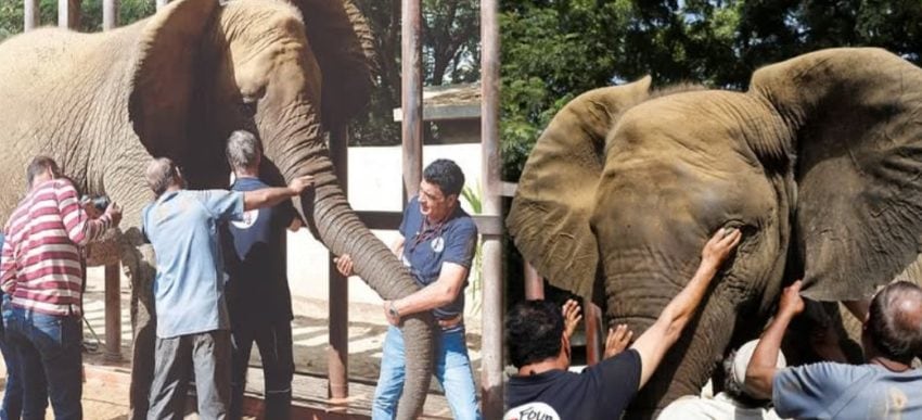 Karachis Safaris Park Elephant Sonu Dies Aged 23