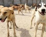 Lahore High Court Halts Dog Culling Campaign Across Punjab