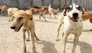 Lahore High Court Halts Dog Culling Campaign Across Punjab