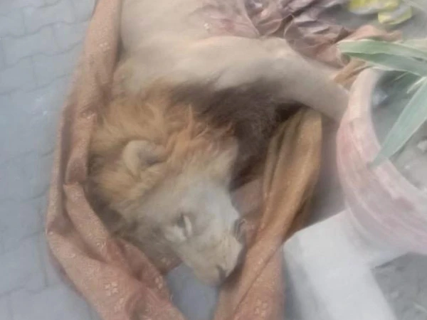 Lion Enters Lahore Housing Scheme Shot Dead By Security Guard