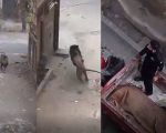 Shocking Video Shows Lion Escaping Running Wild In Lahore Streets