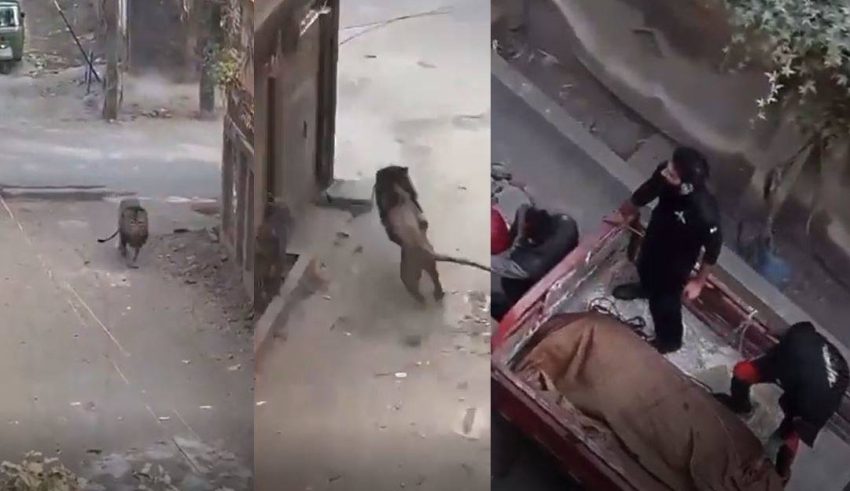 Shocking Video Shows Lion Escaping Running Wild In Lahore Streets