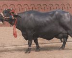 Woman Poisons Three Buffaloes One Cow After Fight With Husband In Faisalabad