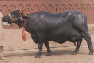 Woman Poisons Three Buffaloes One Cow After Fight With Husband In Faisalabad