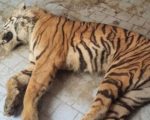 Bengal Tiger Dies Of Kidney Ailment At Bahawalpur Zoo