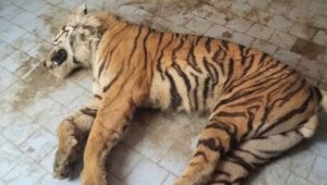 Bengal Tiger Dies Of Kidney Ailment At Bahawalpur Zoo