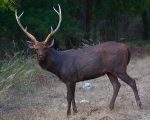 Hungry Sambar Deer Crosses Border Reaches Pakistan From India