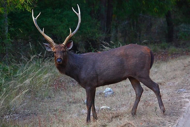 Hungry Sambar Deer Crosses Border Reaches Pakistan From India