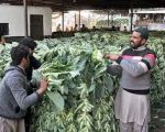 Narowal Farmer Distributes 50 Maunds Of Cauliflower For Free Over Low Prices In Vegetable Market