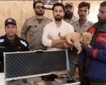 Tiktoker Rajab Butt Sentenced For Illegal Possession Of Lion Cub