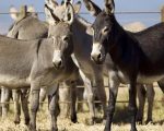 Pakistan Sets Up Donkey Slaughterhouse In Gwadar