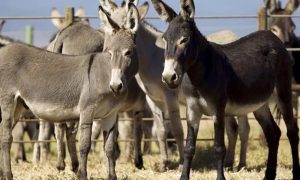 Pakistan Sets Up Donkey Slaughterhouse In Gwadar