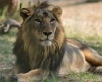 Punjab To Sterilise Lions To Control Population Growth