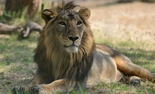 Punjab To Sterilise Lions To Control Population Growth