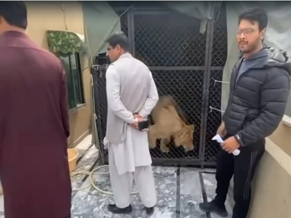 Lahore Resident Arrested For Keeping Lion Without License