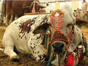 Asias Largest Cattle Market Inaugurated In Karachi