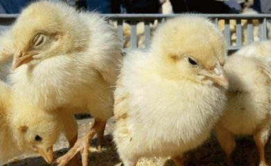 Big Bird Group Among 8 Poultry Hatcheries Fined For Forming Cartel To Fix Prices