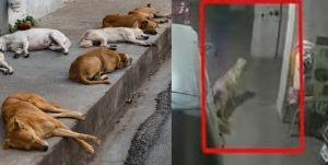 Indian Man Held For Raping Over Dozen Dogs Viral Video Causes Outrage Online