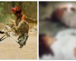 Brutal Revenge Three Men Blinded Over Cockfight Dispute In Okara