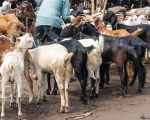 Eid Ul Azha 2025 Five Animal Markets Announced In Islamabad This Year