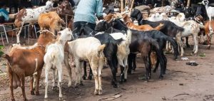 Eid Ul Azha 2025 Five Animal Markets Announced In Islamabad This Year