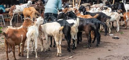 Eid Ul Azha 2025 Five Animal Markets Announced In Islamabad This Year