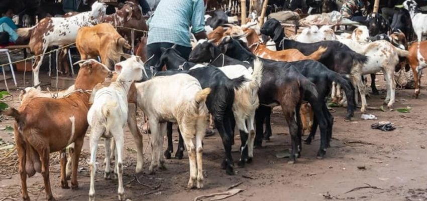 Eid Ul Azha 2025 Five Animal Markets Announced In Islamabad This Year