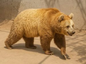 Lhc Orders Transfer Of Blind Brown Bear To Islamabad Wildlife Rescue Center