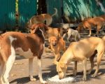 Punjab Enforces Animal Birth Control Policy After Court Bans Killing Of Stray Dogs