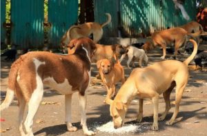 Punjab Enforces Animal Birth Control Policy After Court Bans Killing Of Stray Dogs