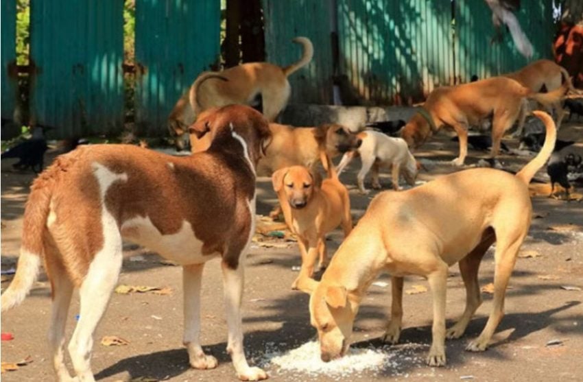 Punjab Enforces Animal Birth Control Policy After Court Bans Killing Of Stray Dogs