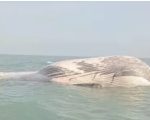 Blue Whale Found Dead Off Balochistan Coast Wwf Pakistan Raises Alarm