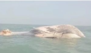 Blue Whale Found Dead Off Balochistan Coast Wwf Pakistan Raises Alarm